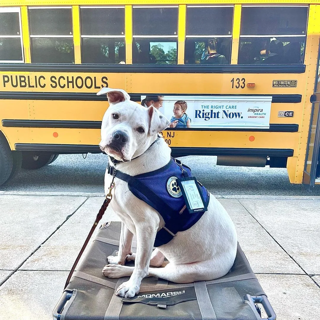 dog sitting in front of the bus