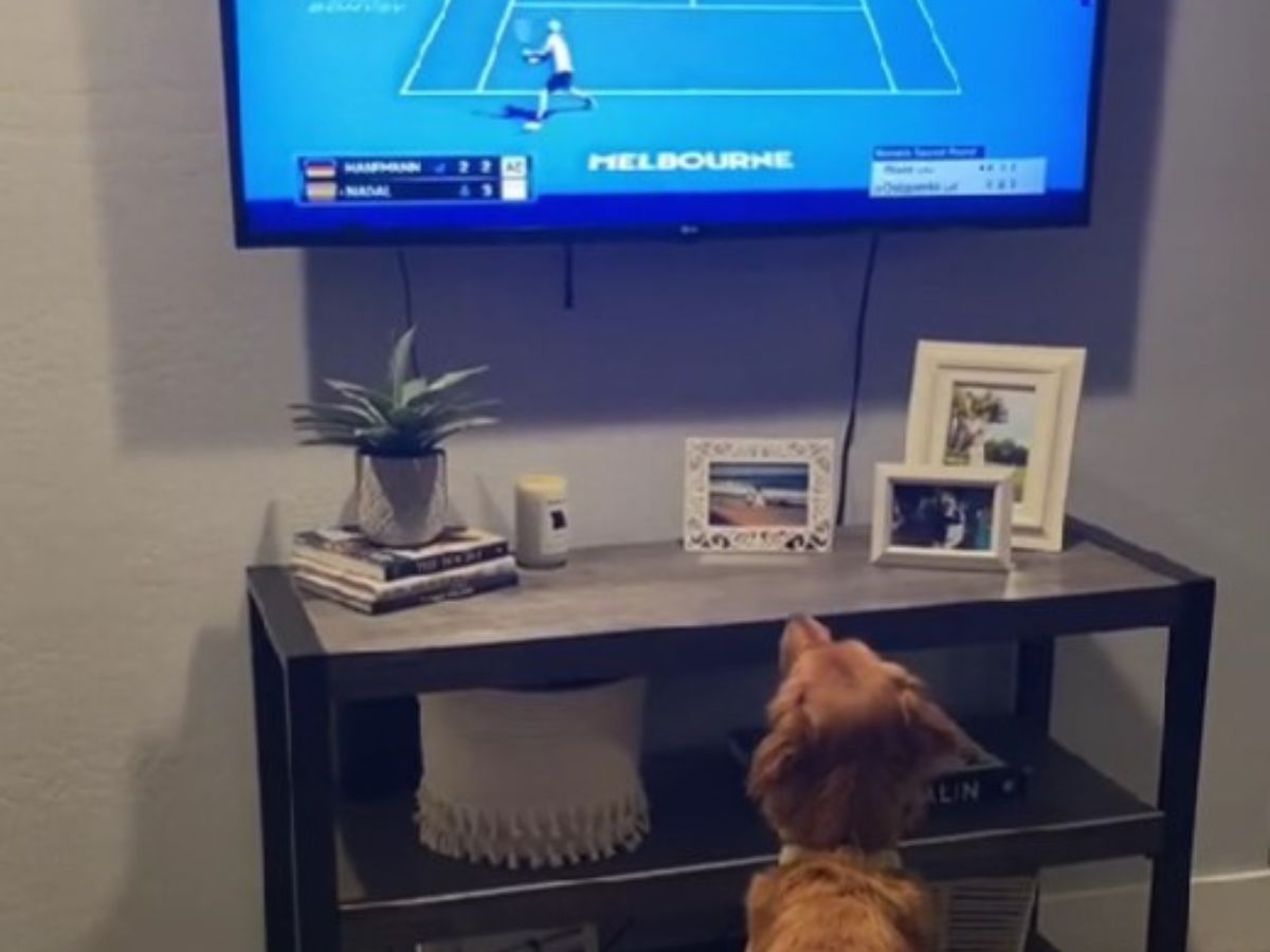 dog sitting in front of tv
