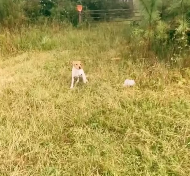 dog sitting in grass