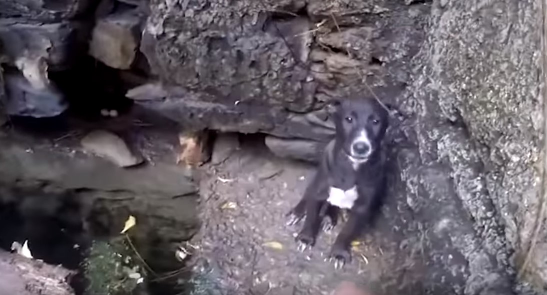 dog sitting in the corner of the well