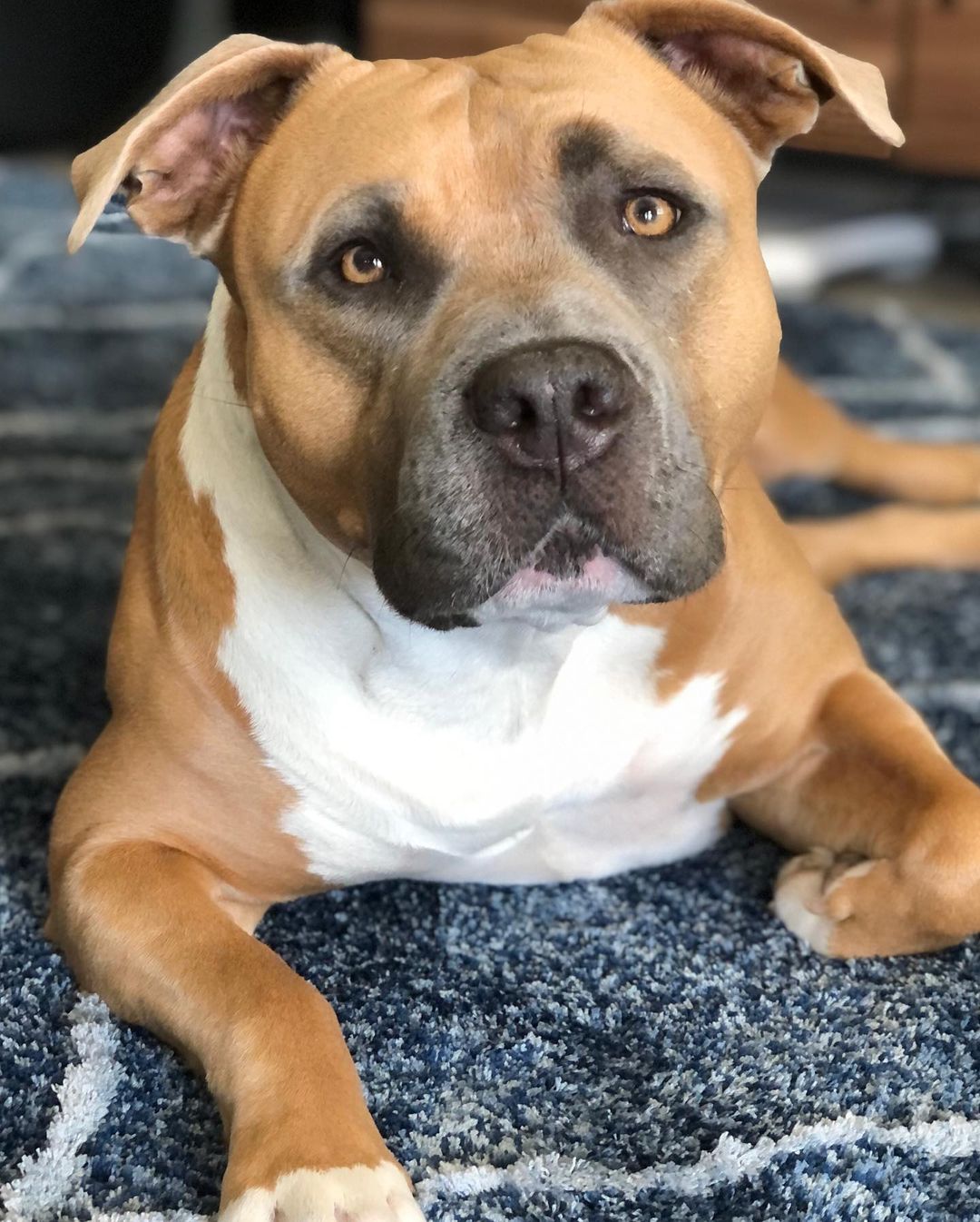 dog sitting in the house and chilling