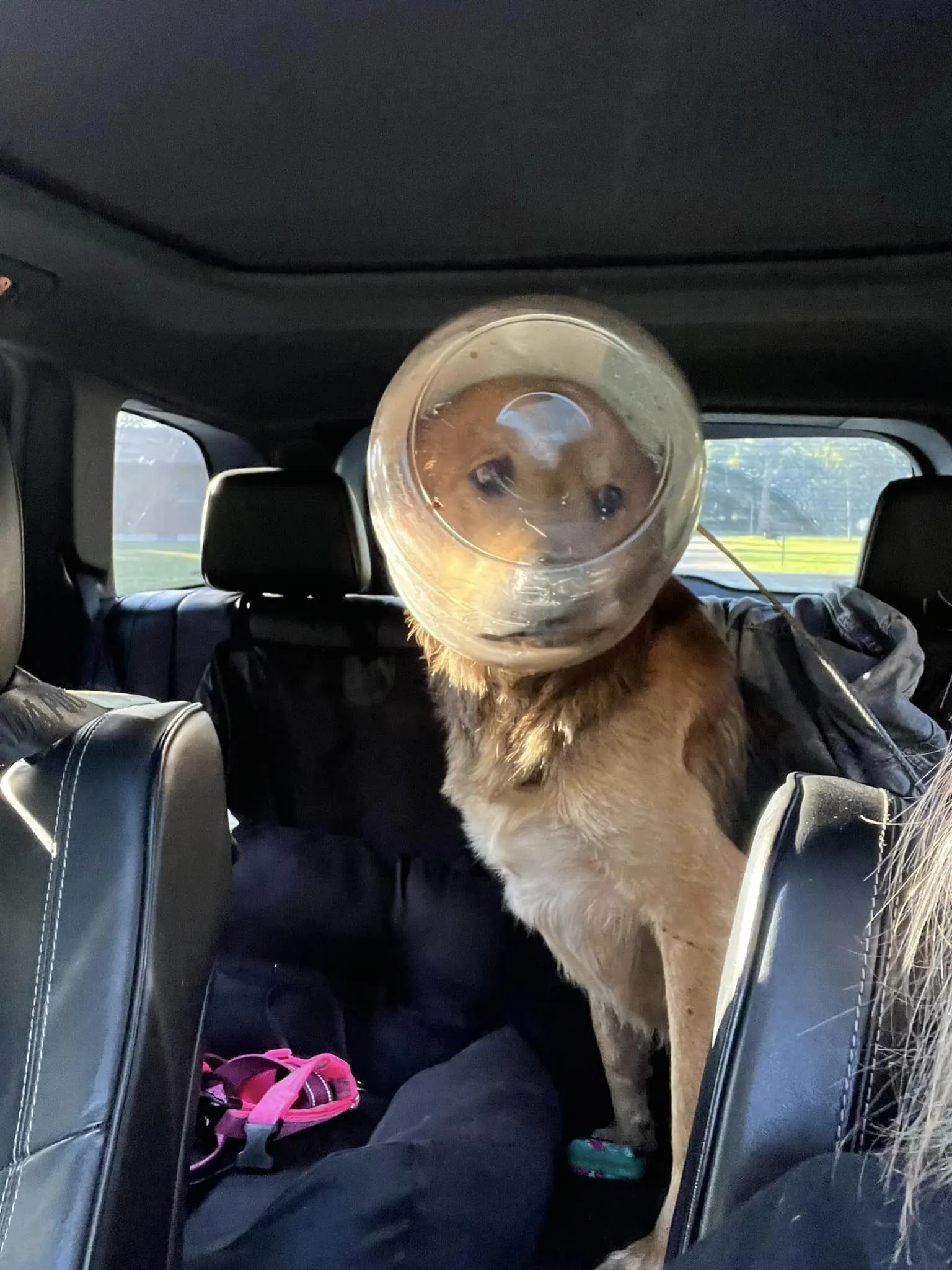 perro sentado en el asiento trasero del auto con un frasco en la cabeza
