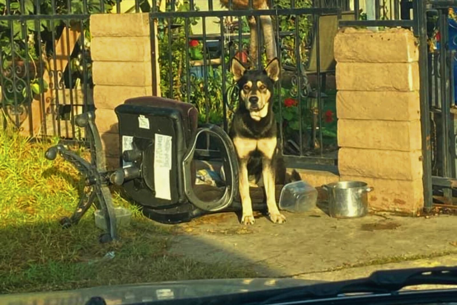 dog sitting on a broken chair