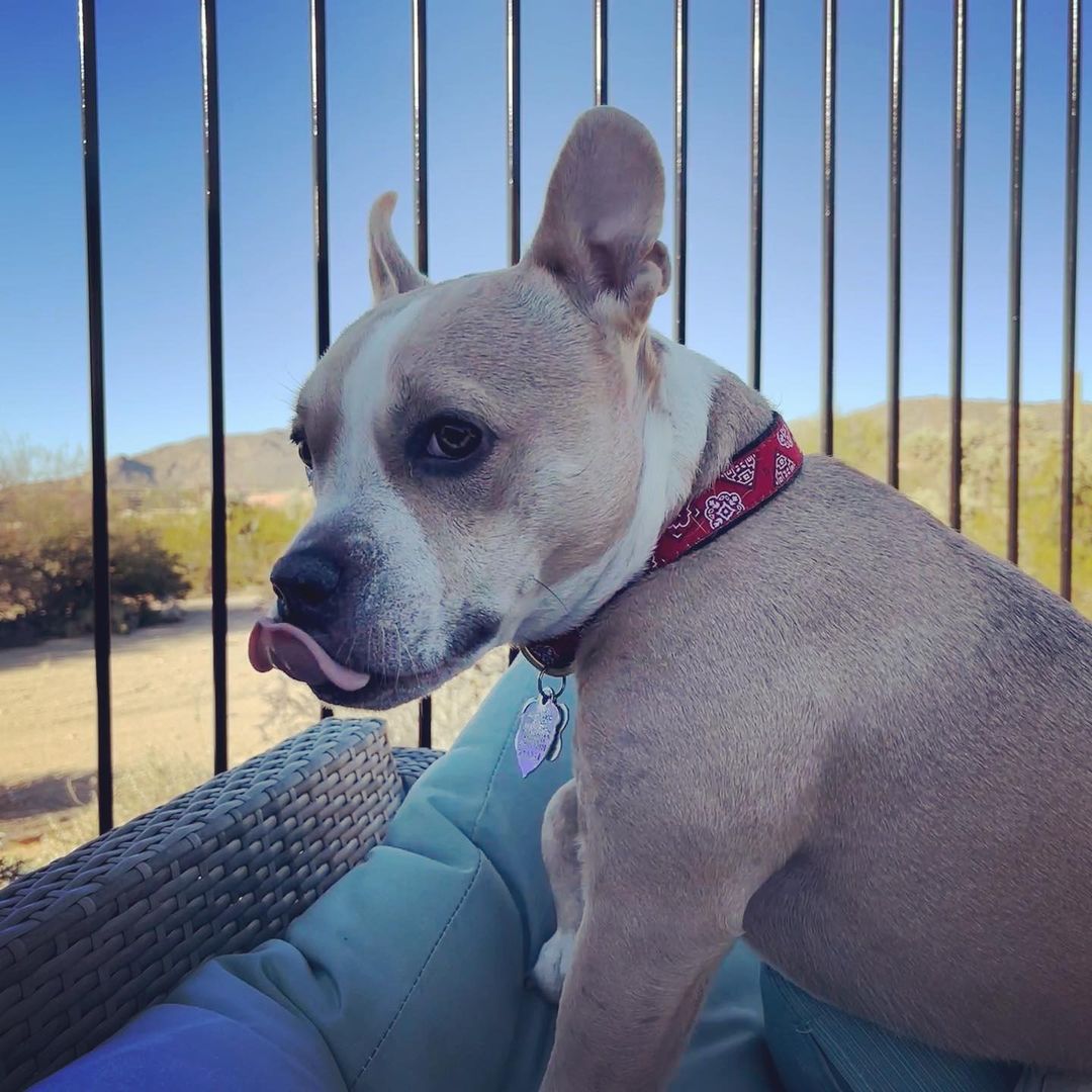 dog sitting outside on a bench with his owner