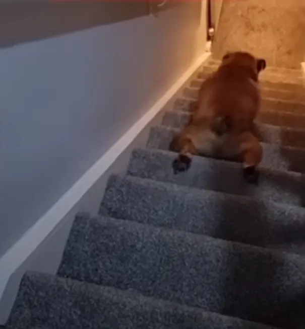 perro deslizándose en las escaleras