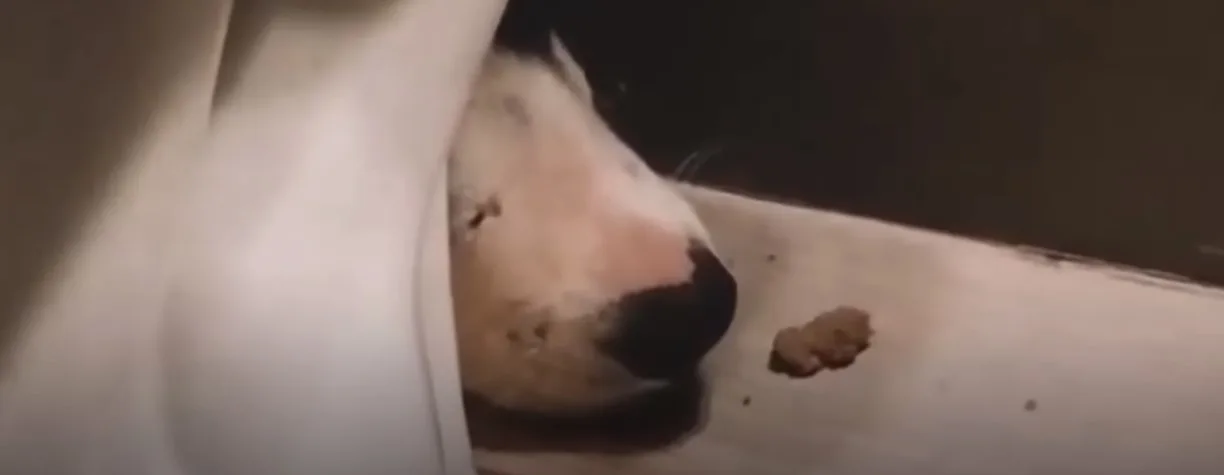 perro olfateando un trozo de comida