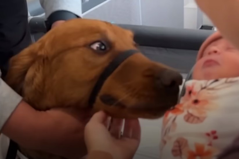 dog sniffing the baby