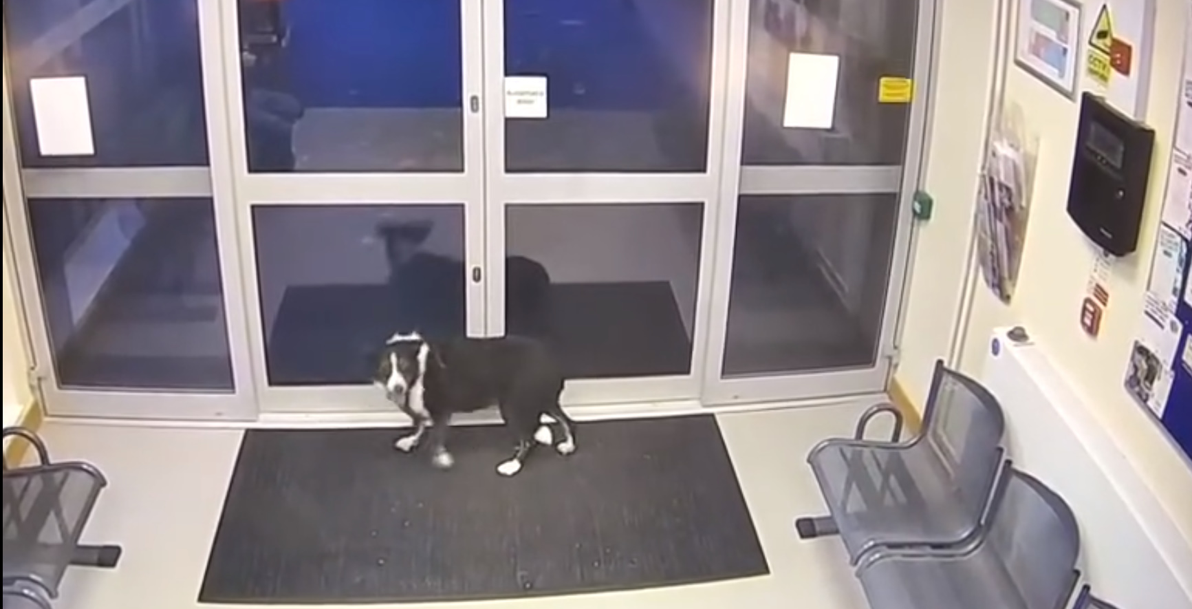 dog standing by the door of police station
