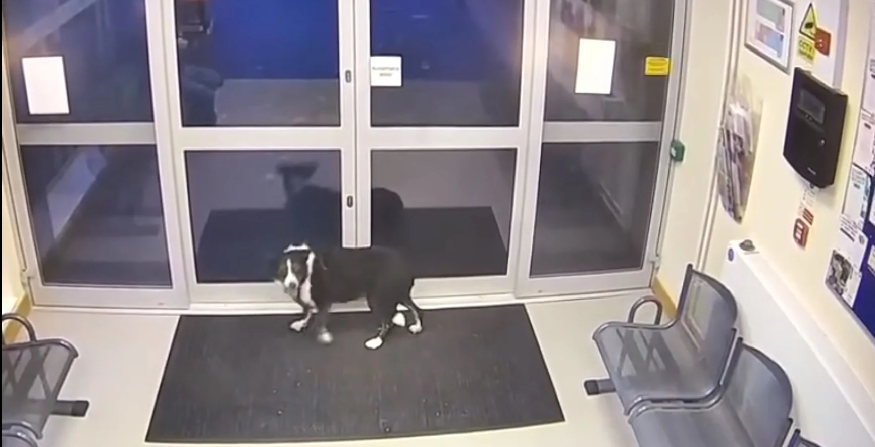 perro parado junto a la puerta de la comisaría
