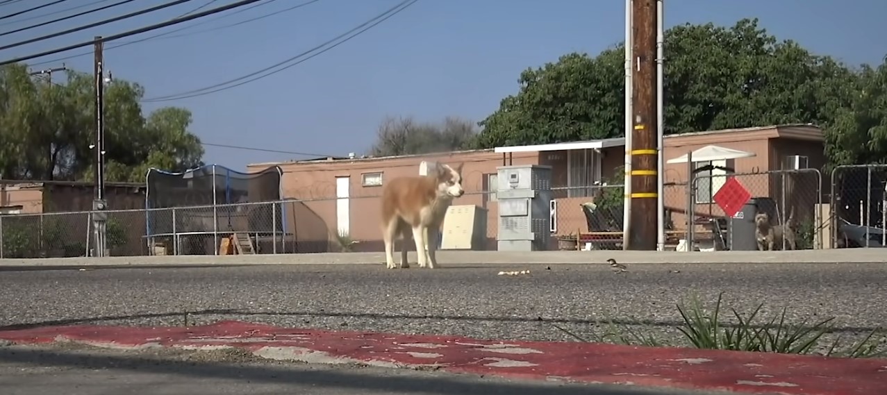 dog standing in the middle of the street