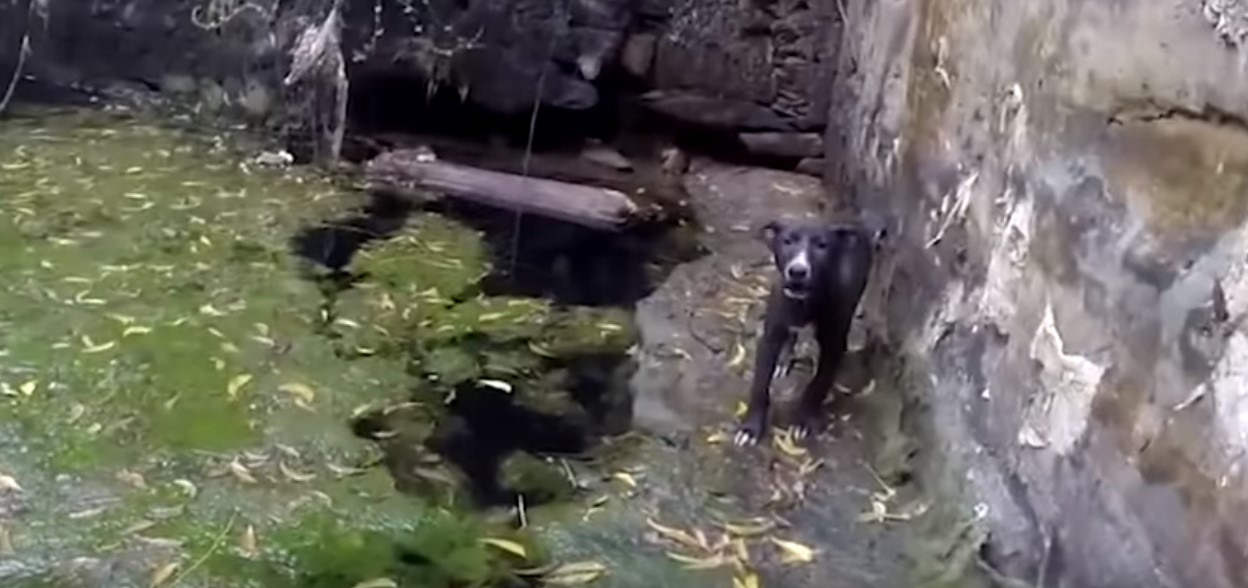 dog standing near a swamp