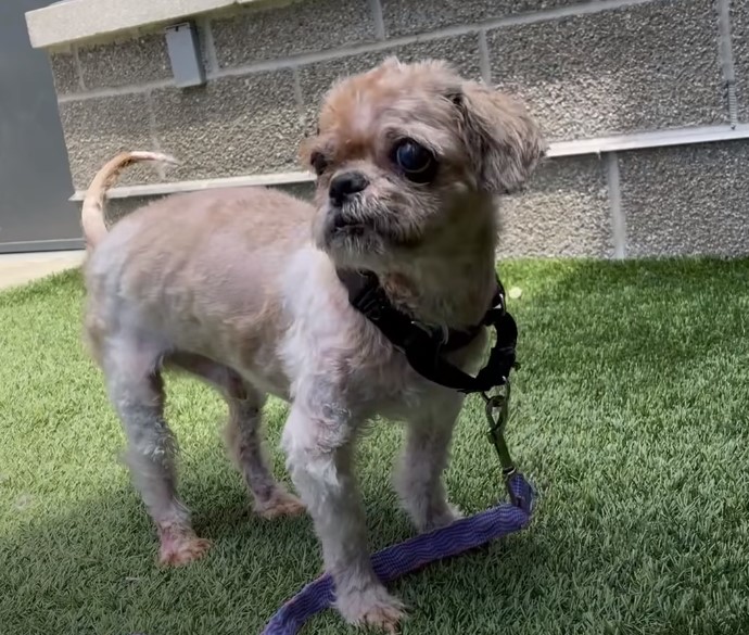 dog standing on grass