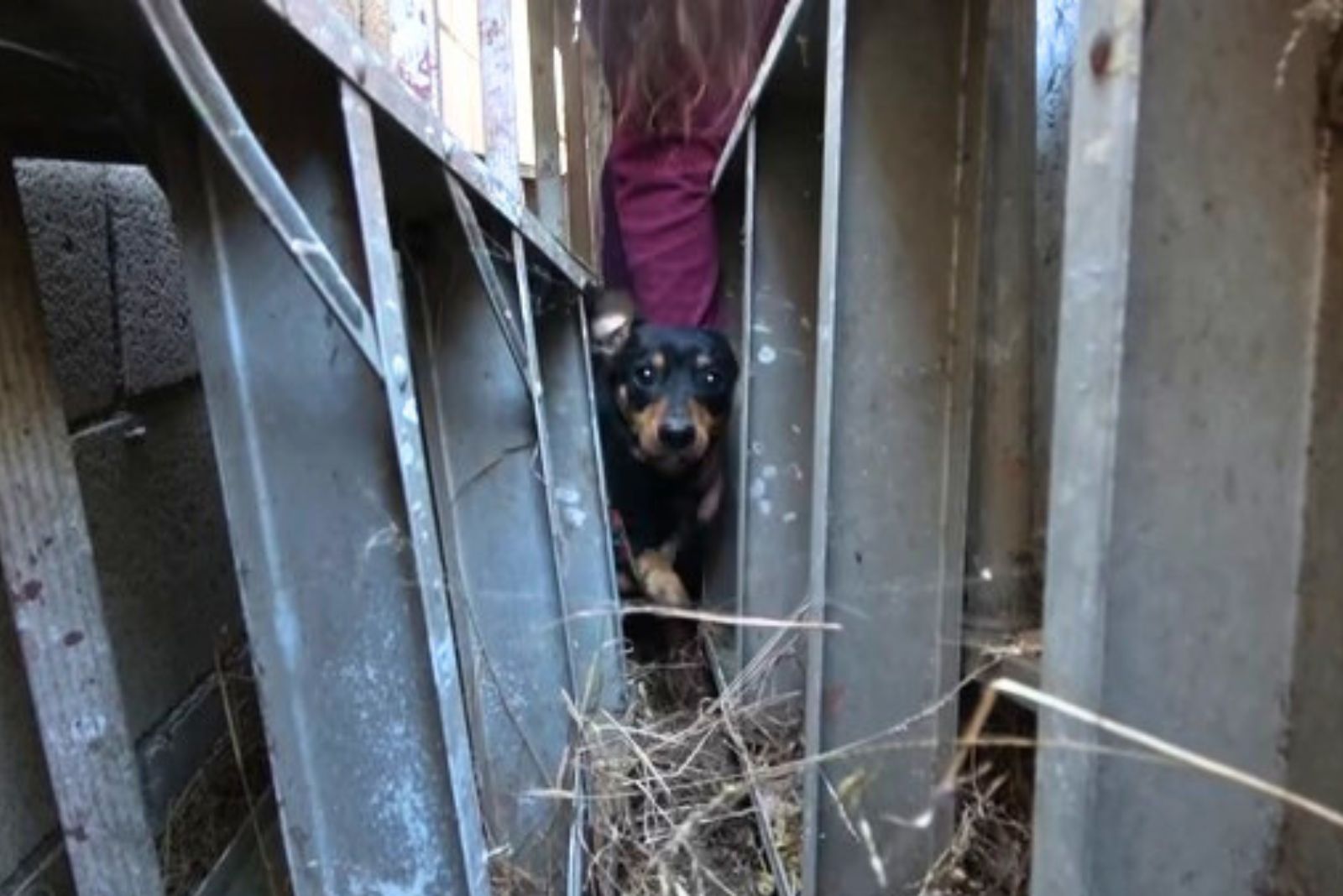dog stuck between ladders