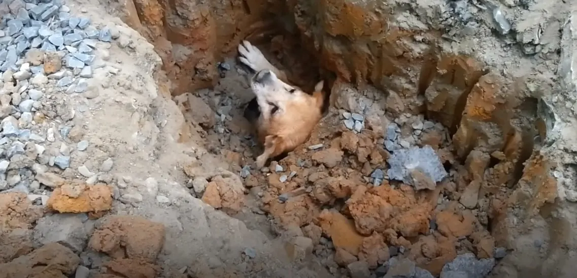 dog stuck in drain pupe