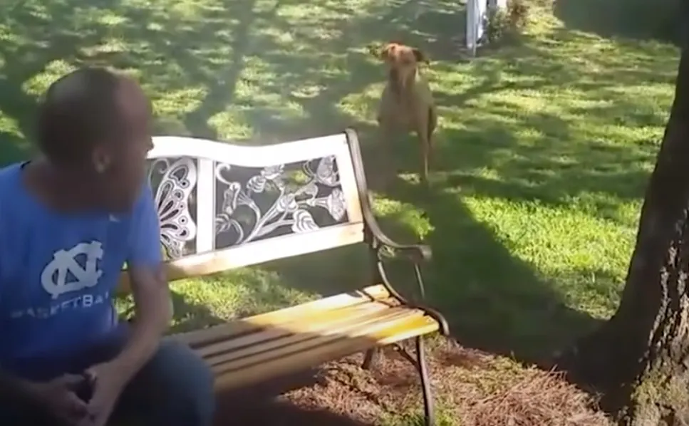 perro mirando al chico sentado en el banco