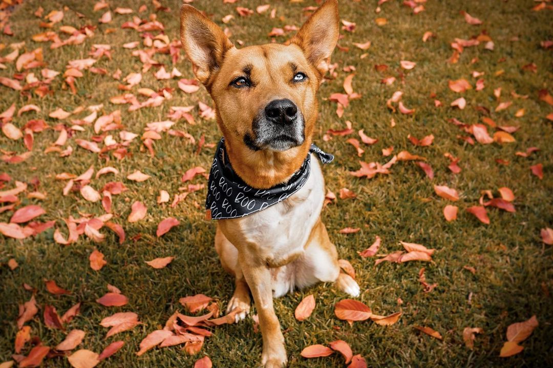 dog wearing bandana sitting on grass