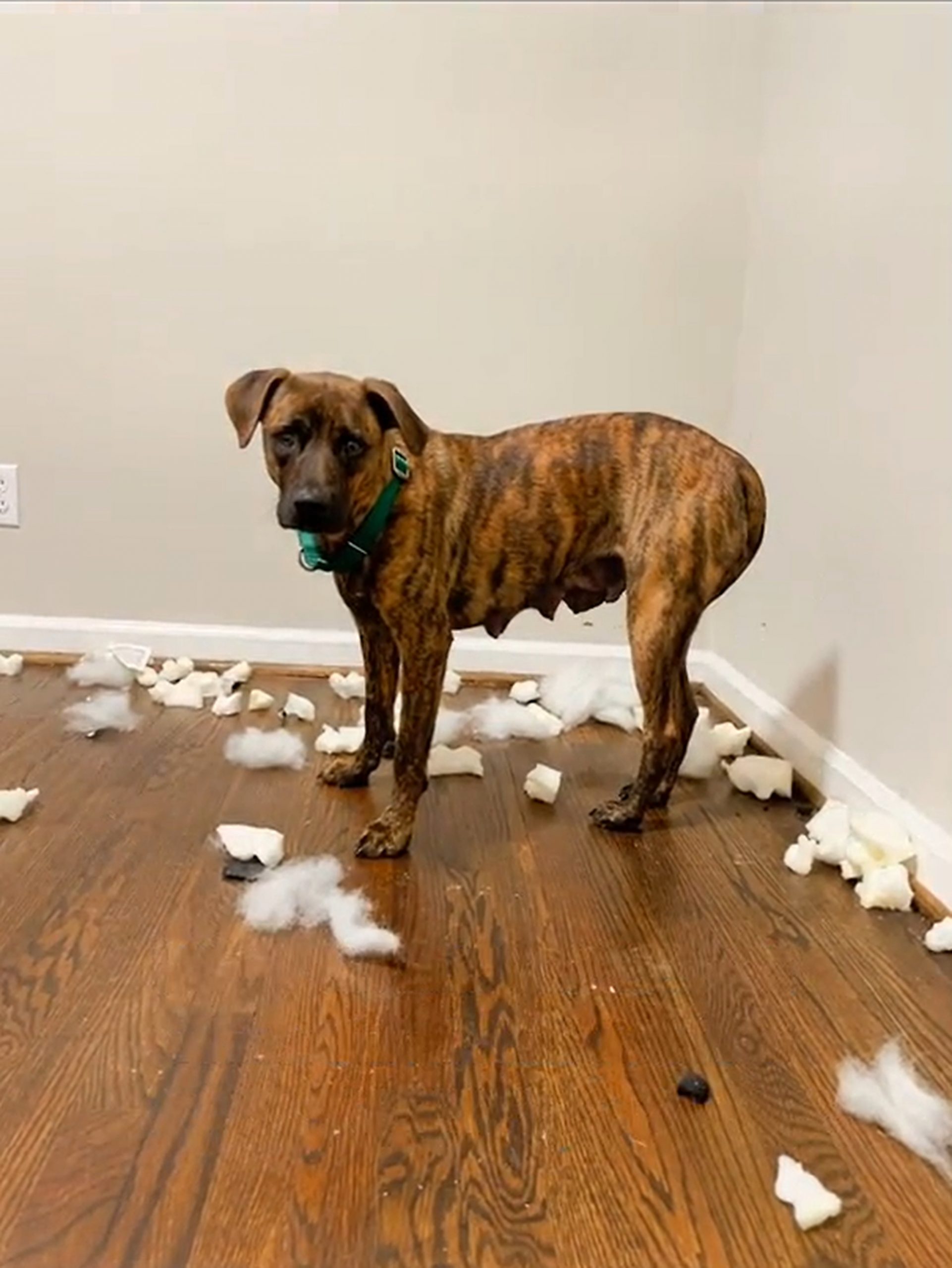 dog with cutted paper