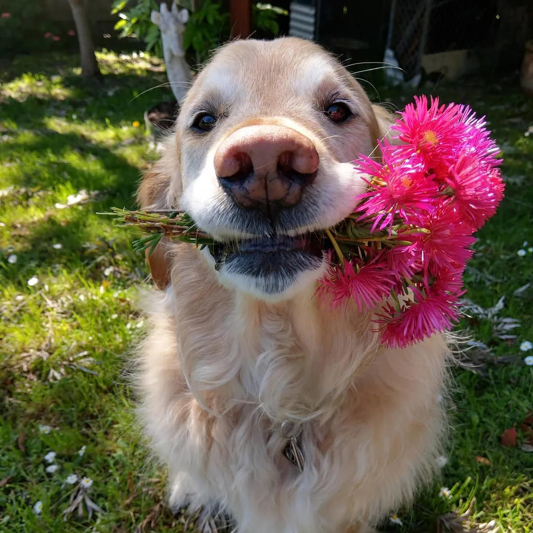 dog with flowers in his mouth