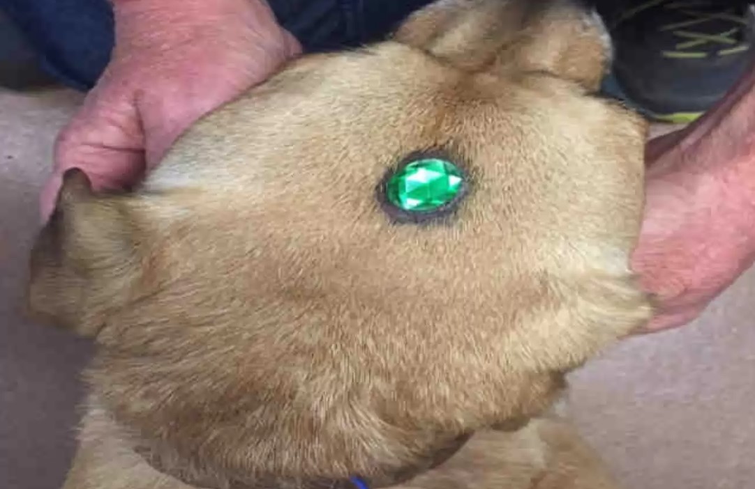 dog with green jewel
