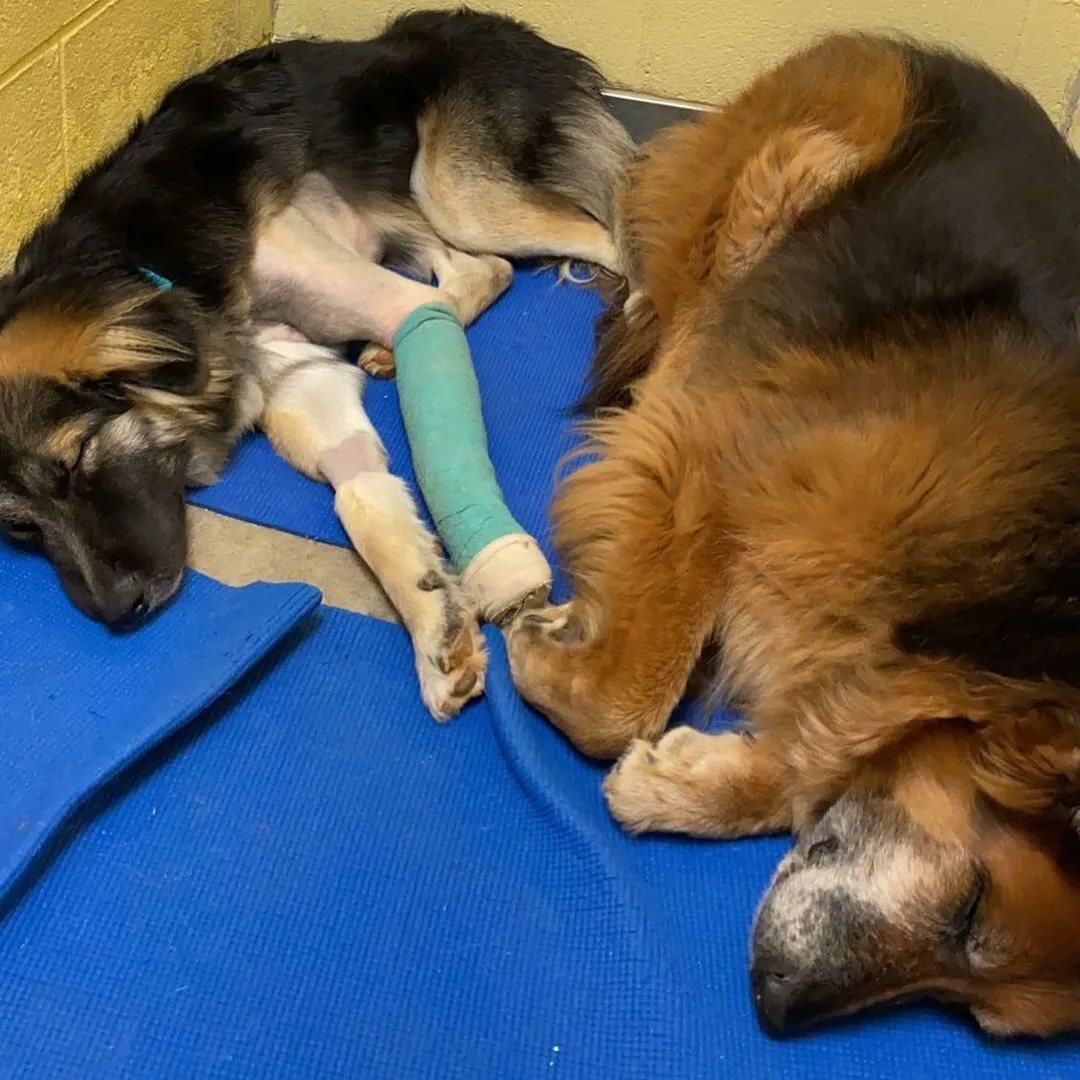 dog with injured leg