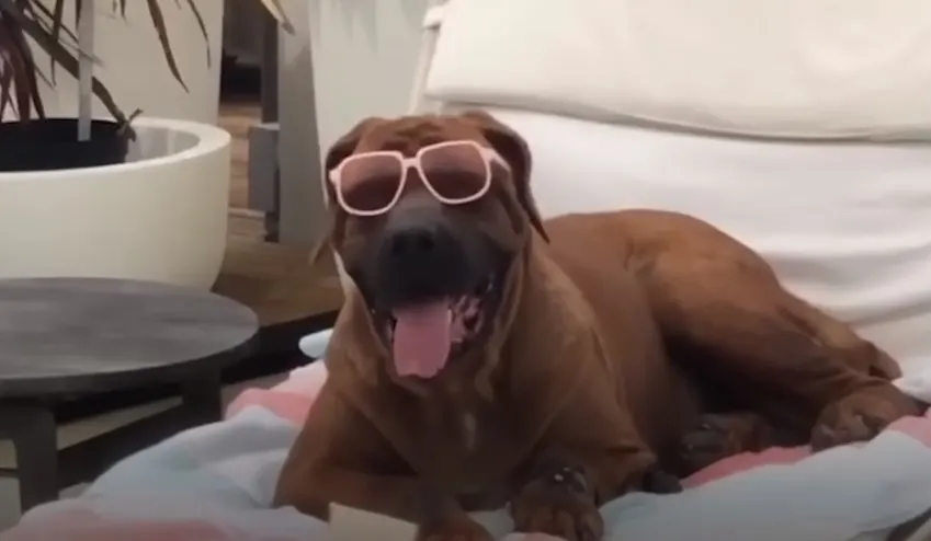 dog with sunglasses