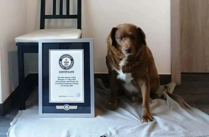 dog with world record certificate