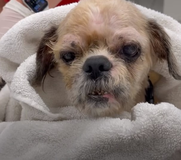 dog wrapped in a towel
