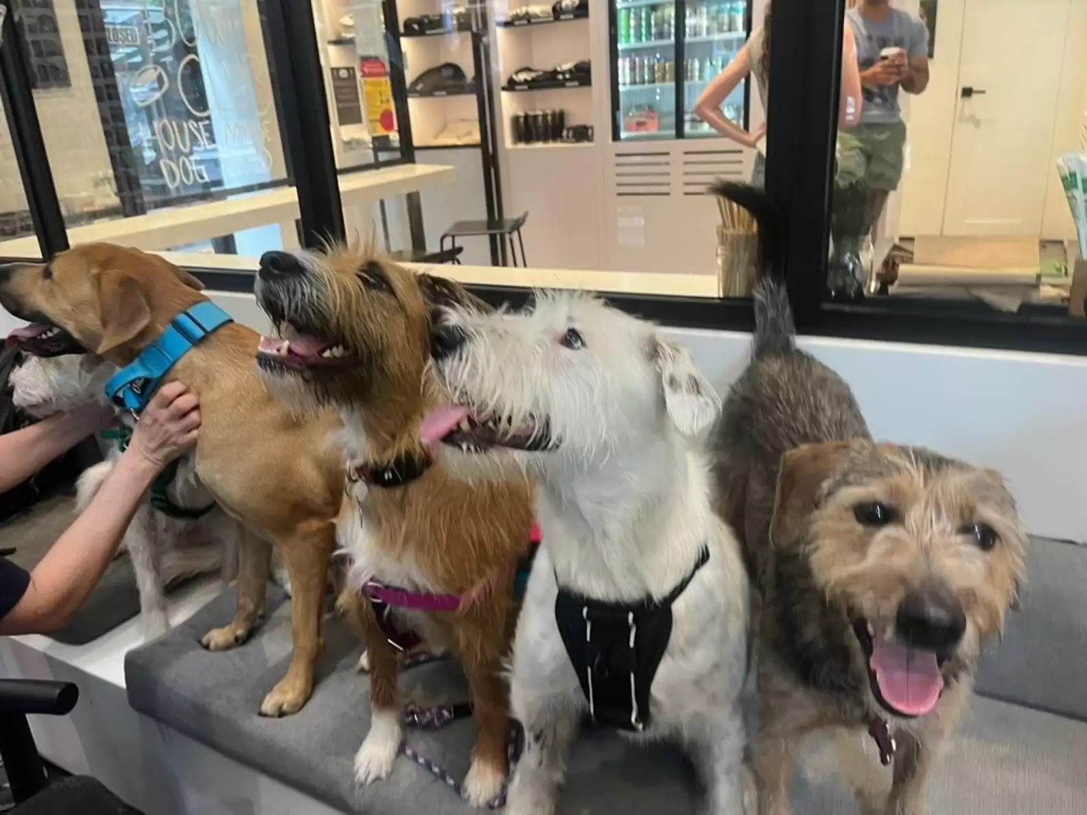 dogs lined up and sitting inside