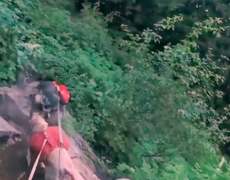 dogs with leashes on a cliff