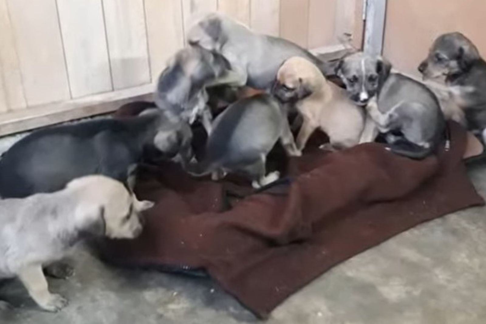 eight abandoned puppies