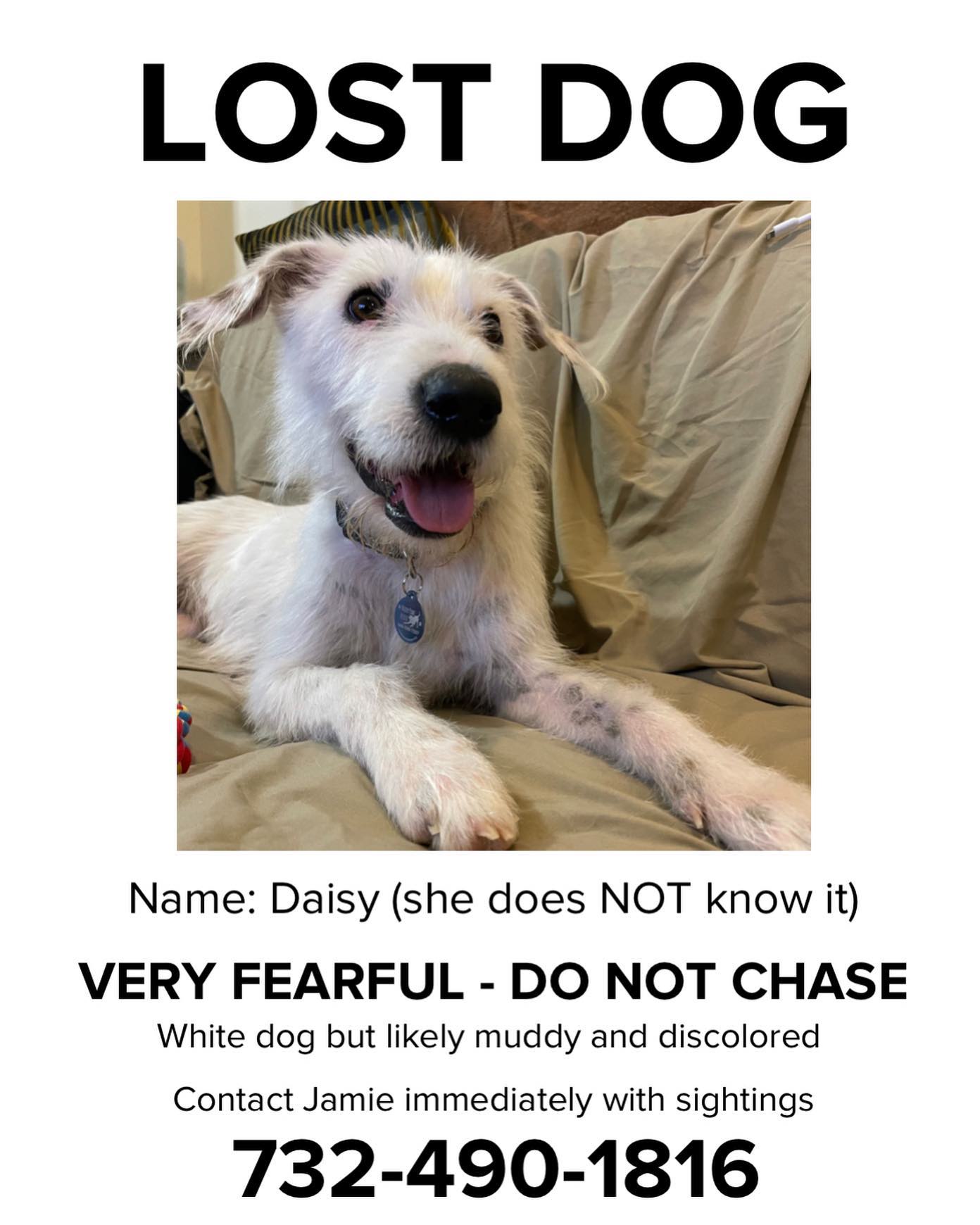 flyer of a missing dog
