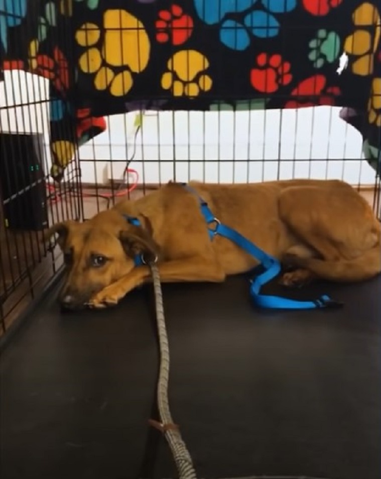 foster dog in a kennel