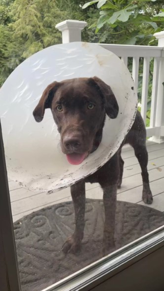 funny brown dog with a cone around his head