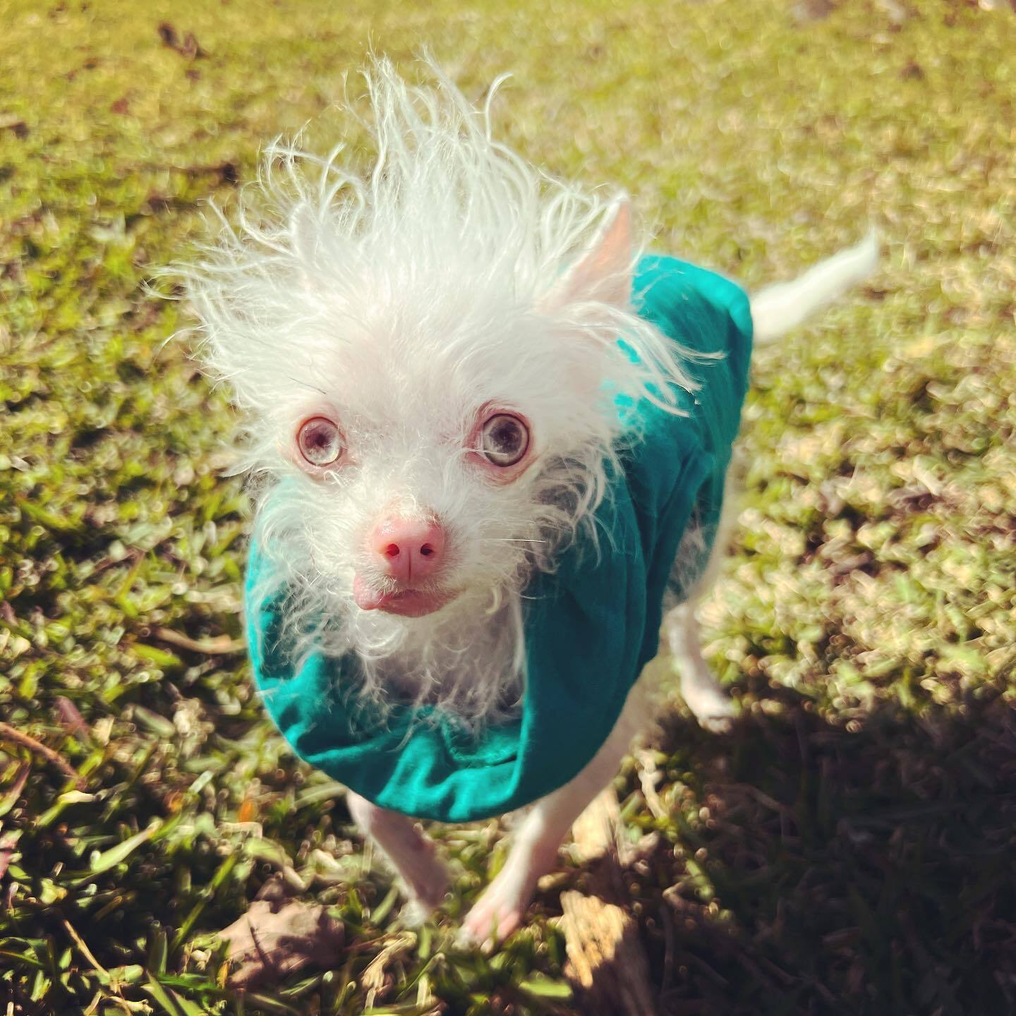 funny dog dressed in green