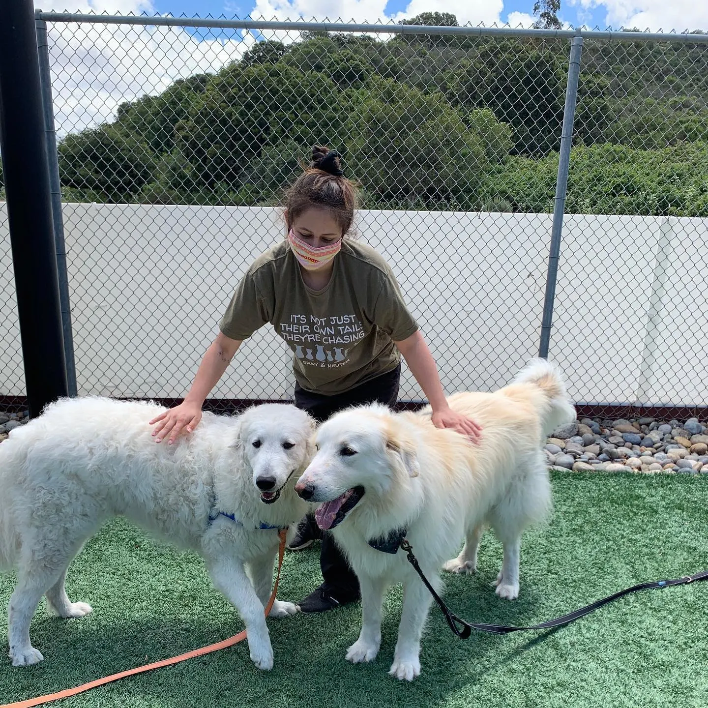 girl and two white dogs