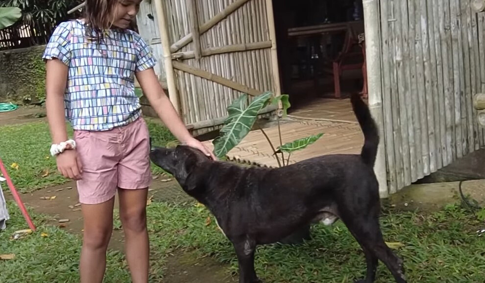 girl petting the dog
