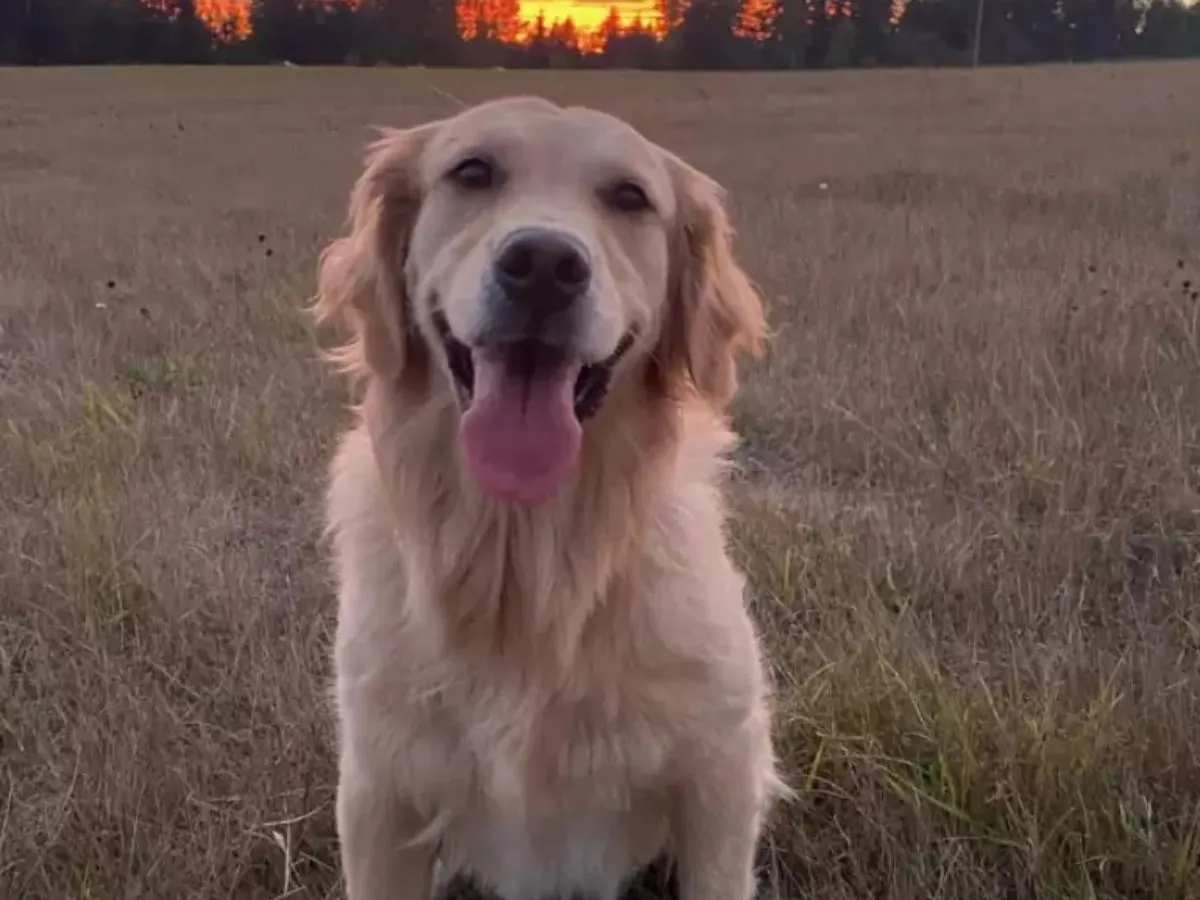 golden pup is sitting in the meadow with his tongue sticking out and looking at the camera
