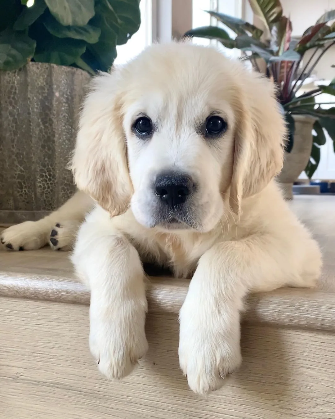 golden retriever pup lying