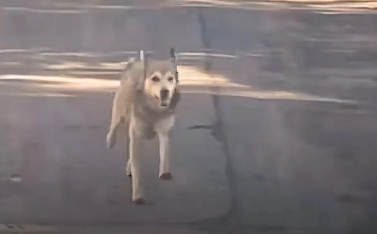 gray dog running