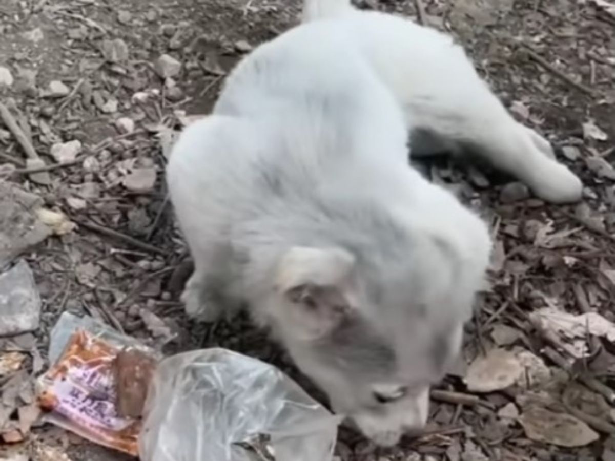 gray puppy laying down