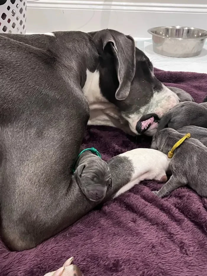 great dane lying with puppies on purple blanket