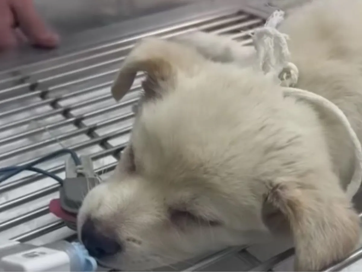 grey puppy sleeping