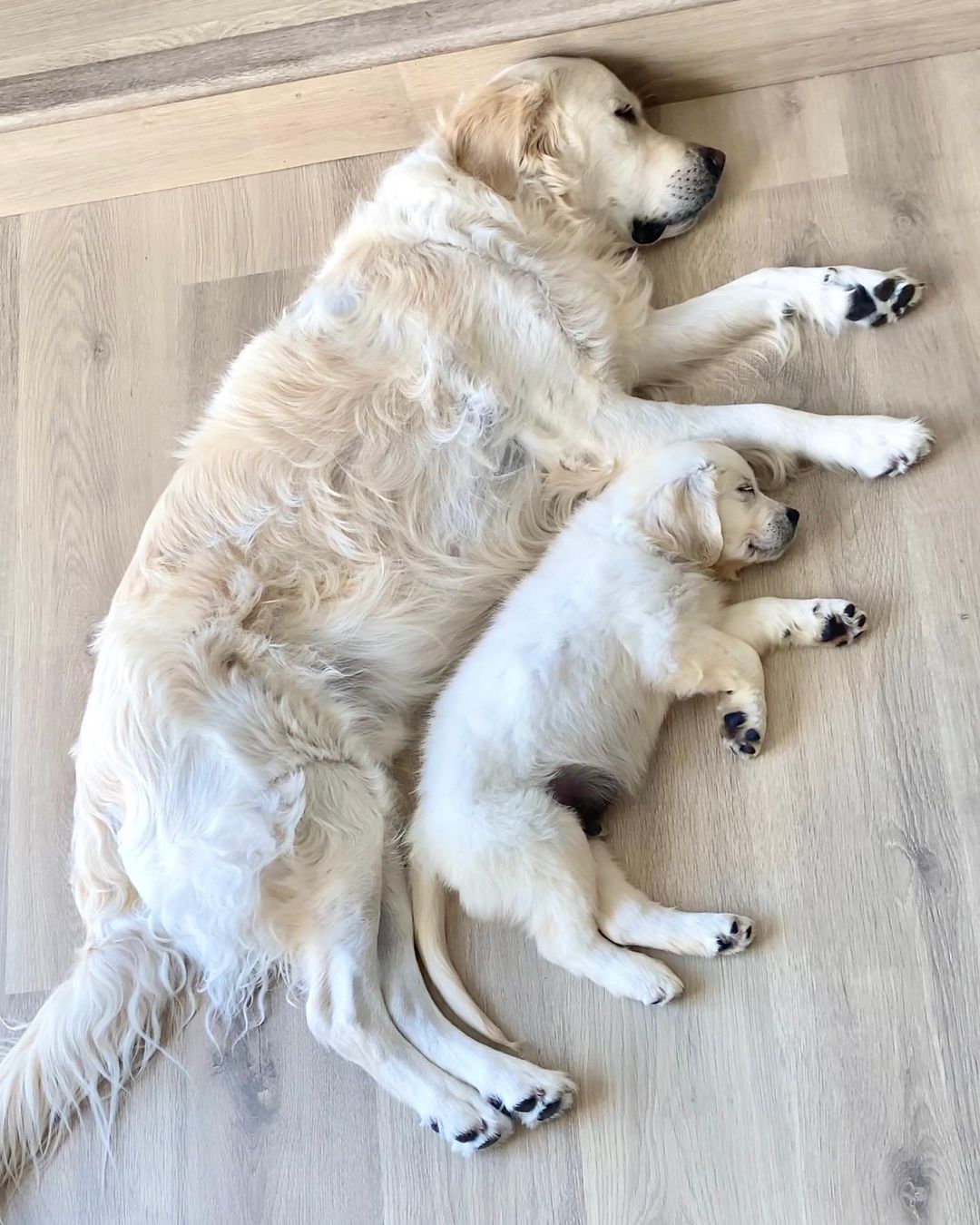 grown golden retriever and puppy lying next to each other