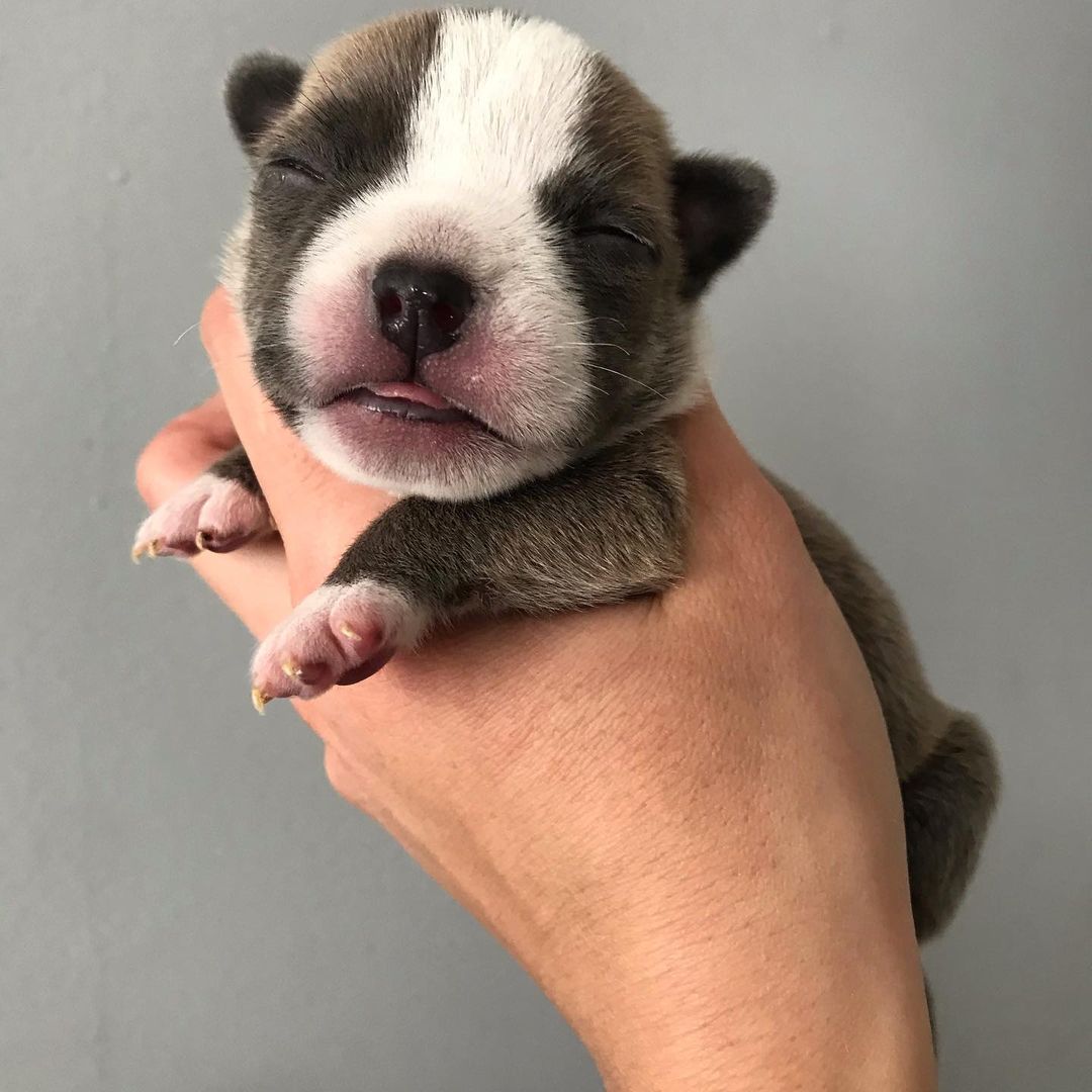guy holding 1 day old puppy