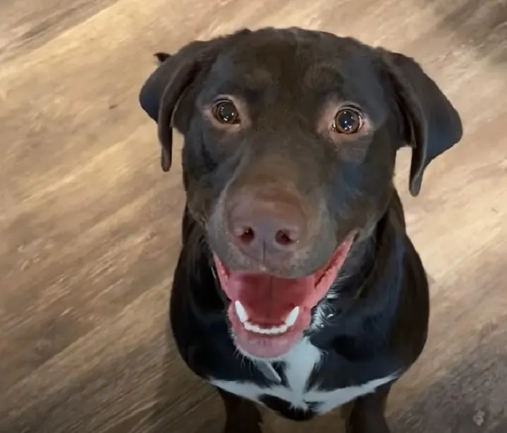 happy looking dog