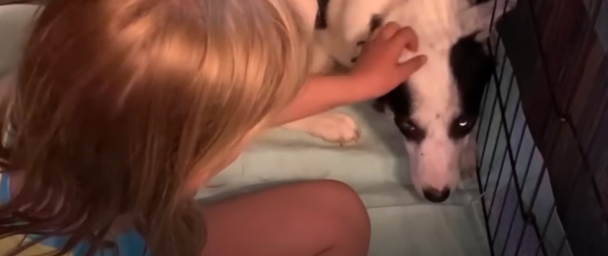little girl petting the dog's head