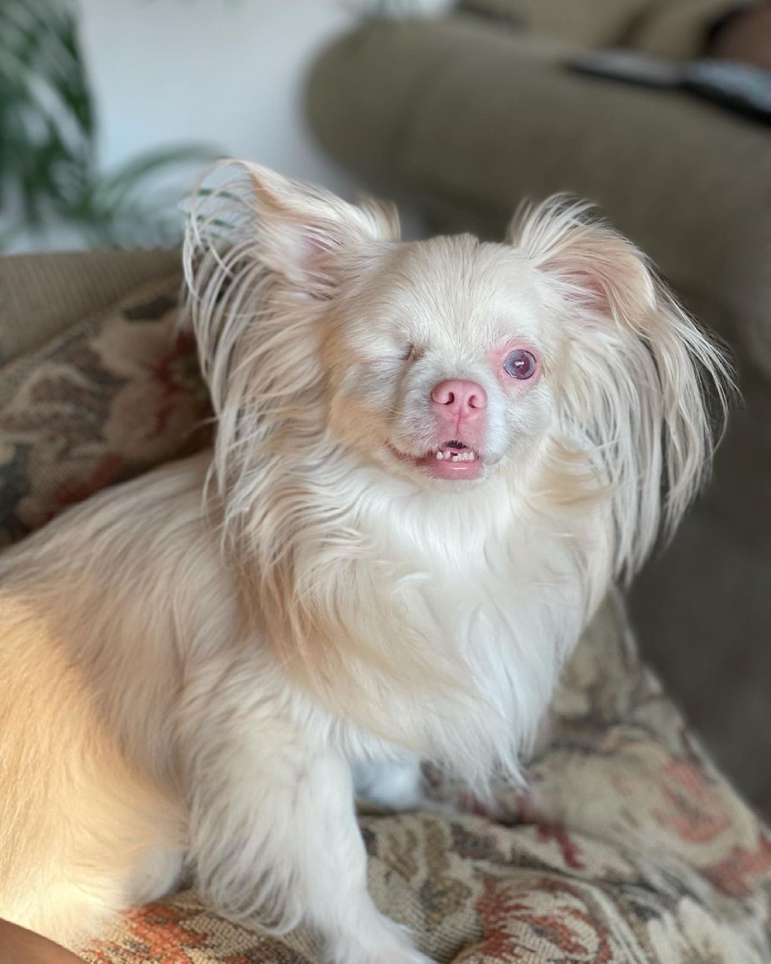 lucky the albino puppy sitting on couch