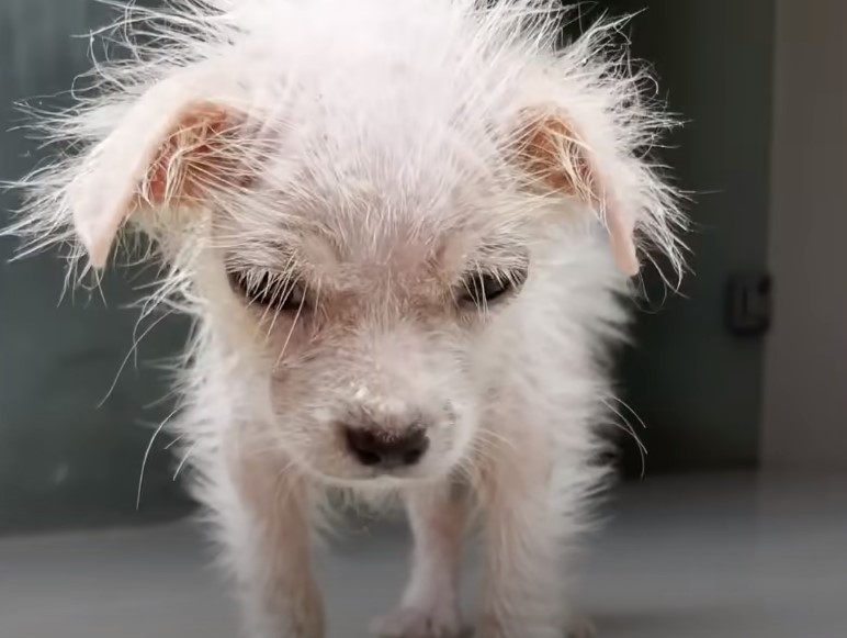 newborn white puppy 