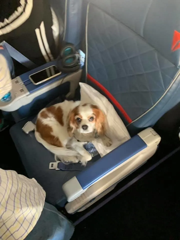 photo of a dog in an airplane seat