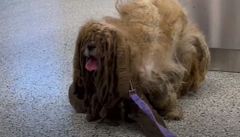 photo of a dog in bad condition